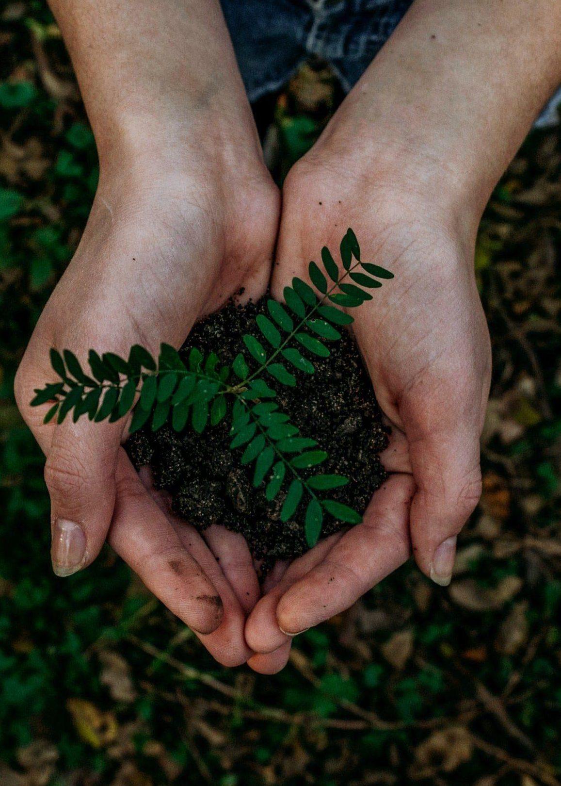 Plant