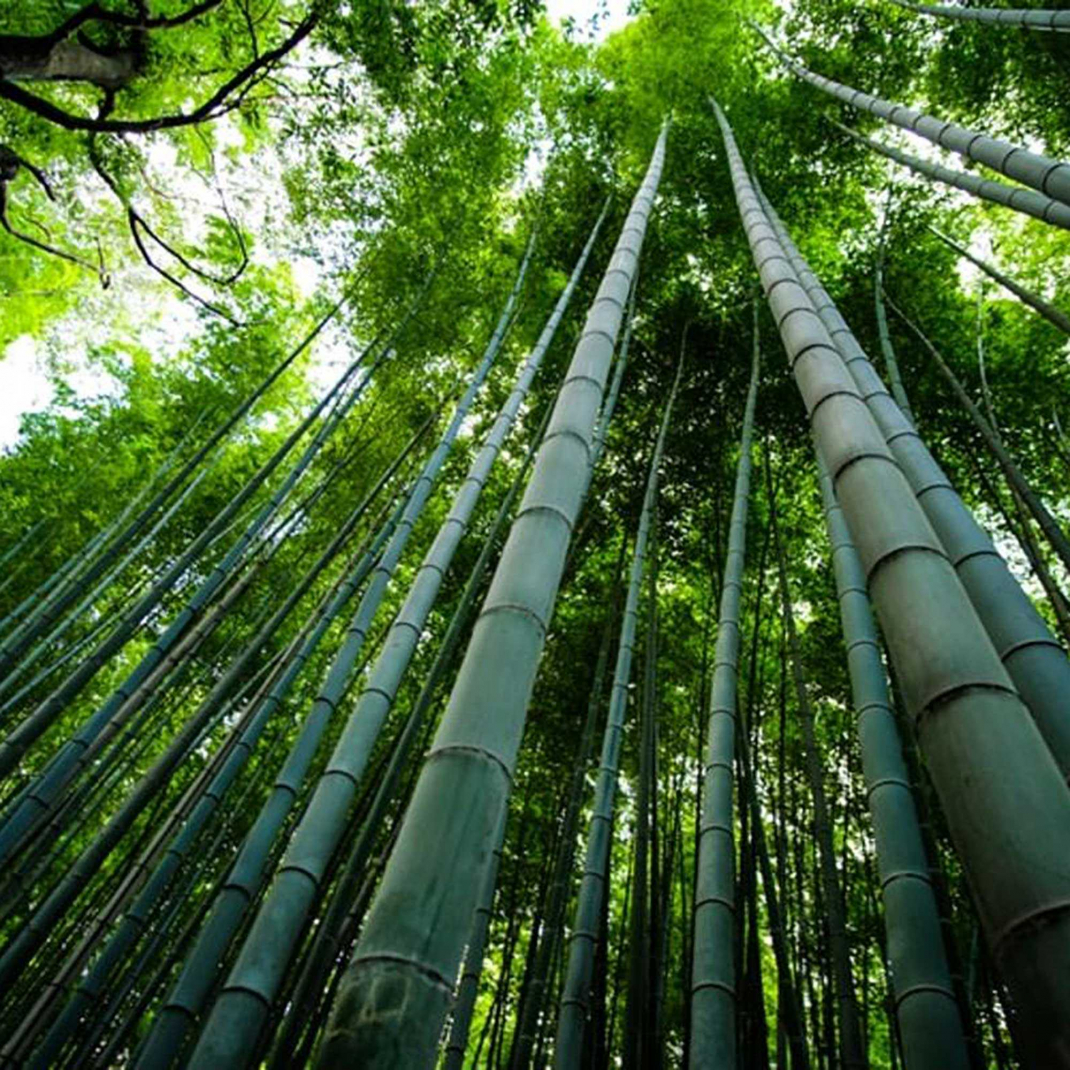 Bamboo fiber the manufacturing process and how to care for bamboo fabrics Bamboo fiber the manufacturing process and how to care for bamboo fabrics